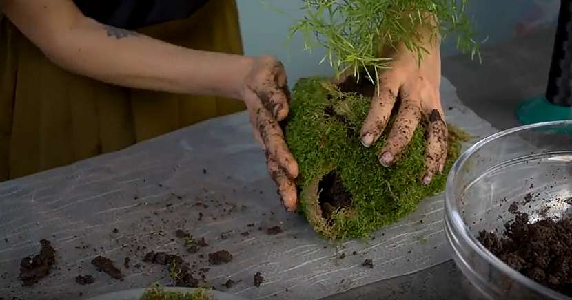 Kokedama z asparágusu: obalte mechem