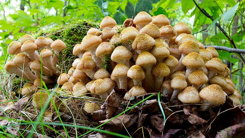 Václavky obecné (Armillaria mellea) vyrůstají v trsech i jednotlivě na kmenech a pařezech různých dřevin