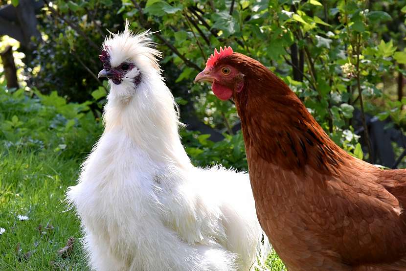 Hedvábničku poznáte na první pohled