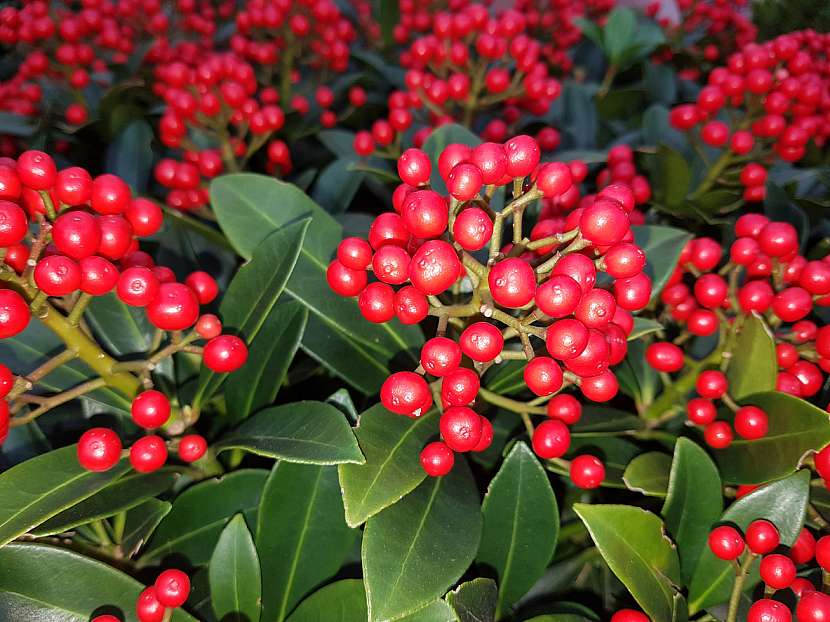 Skimie japonská (Skimmia japonica)