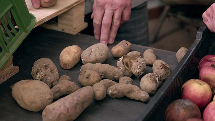 Naklíčené a poškozené brambory k vyhození.