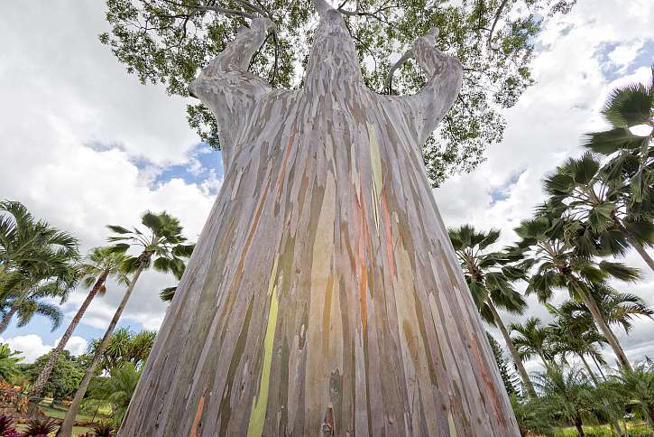 Eukalyptus může růst jako mohutný strom, může to být ale i pokojová rostlina