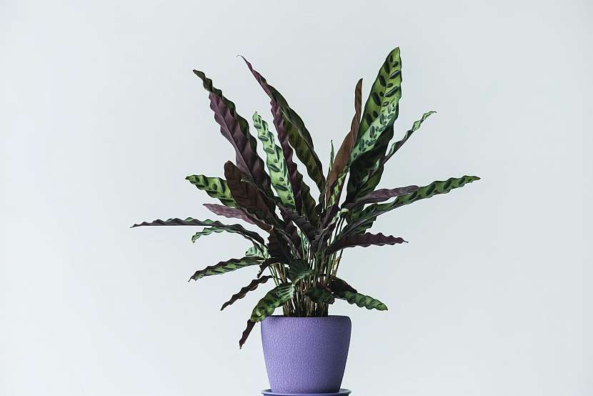 Calathea