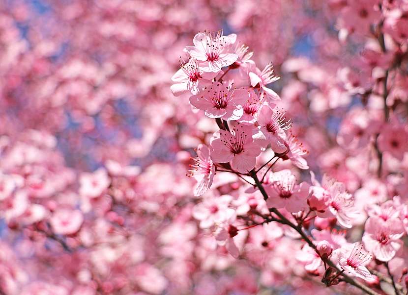 Prunus cerasifera