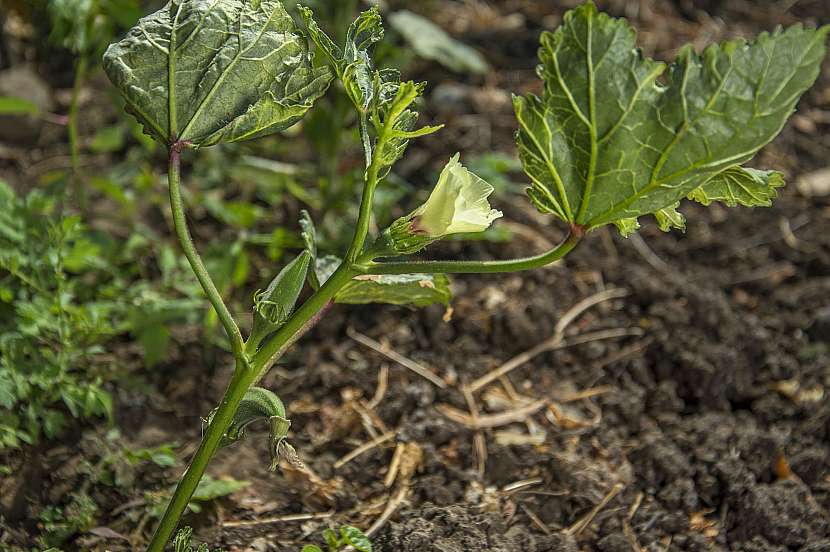 Rostlina okra