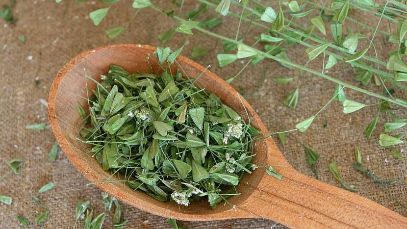 Správně usušená kokoška pastuší tobolka