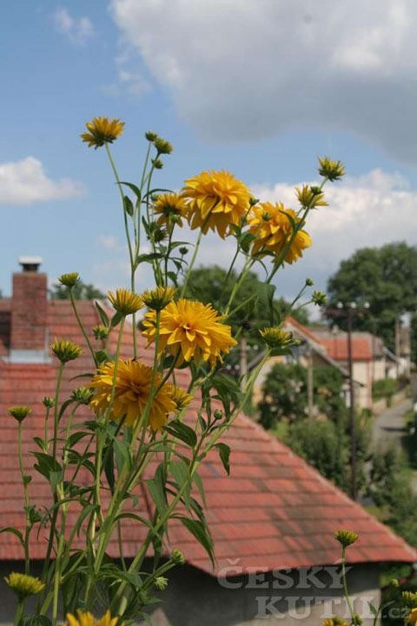 Třapatka (rudbekie) dřípatá