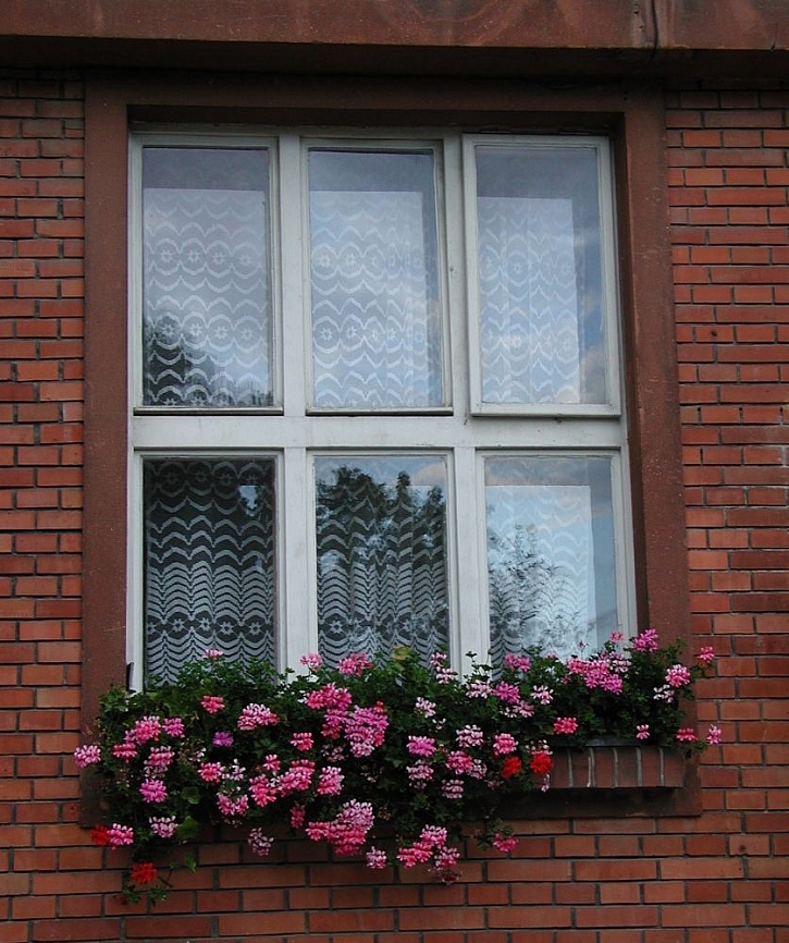 Jak pěstovat balkónové květiny