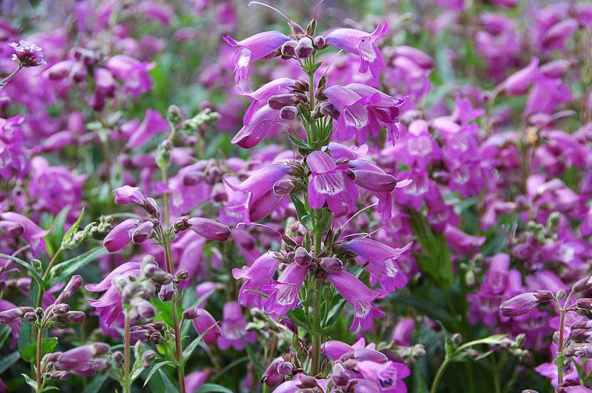 Dračík (Penstemon)