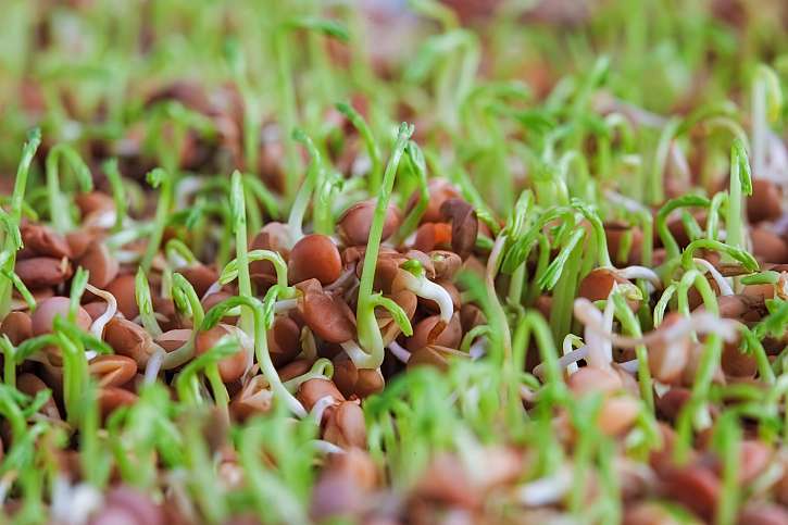 Naklíčená semena jsou zásobárnou vašeho zdraví (Zdroj: Depositphotos)