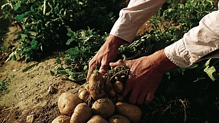 Jak vysazovat brambory