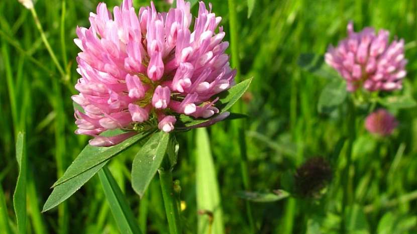 Nejznámější byliny pro detoxikaci: jetel luční (Trifolium pratense)
