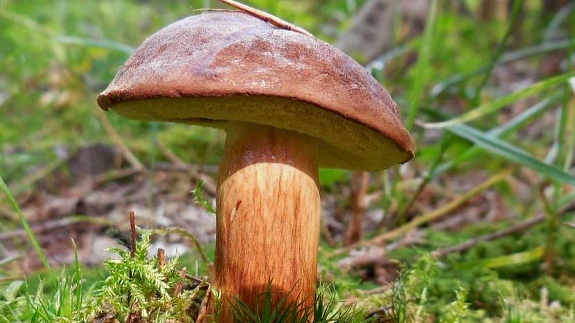 Houby a mráz: hřib hnědý (Boletus badius) roste i v zimě