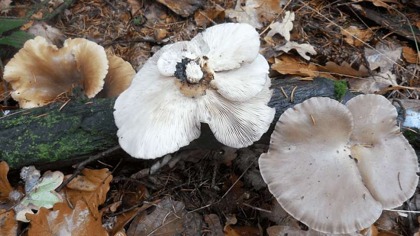 Hlíva ústřičná (Pleurotus ostreatus) posiluje imunitu, zvyšuje odolnost proti infekcím