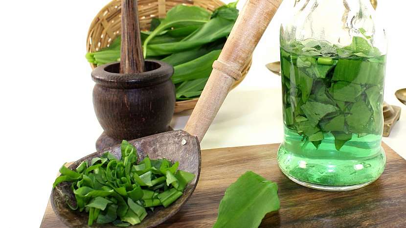 Česnek medvědí (Allium ursinum): medicínka pro jarní pročistění těla