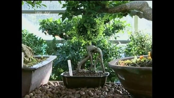 Jak se v zimě starat o bonsaje
