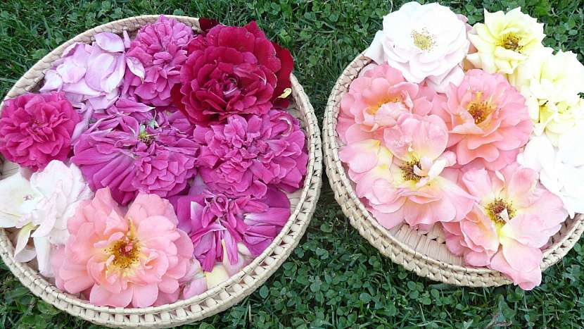 Potpourri 1