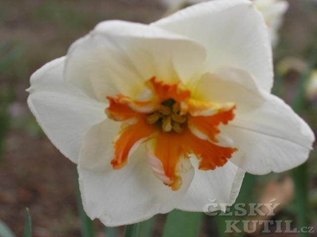 Narcis - hybridy