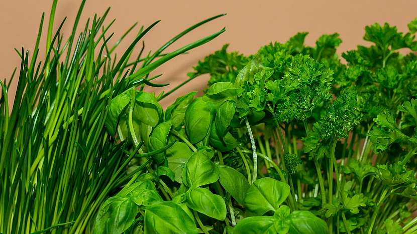 Předpověď počasí a zahrada: vrcholí sklizeň aromatických bylin - petrželky, pažitky, bazalky a dalších