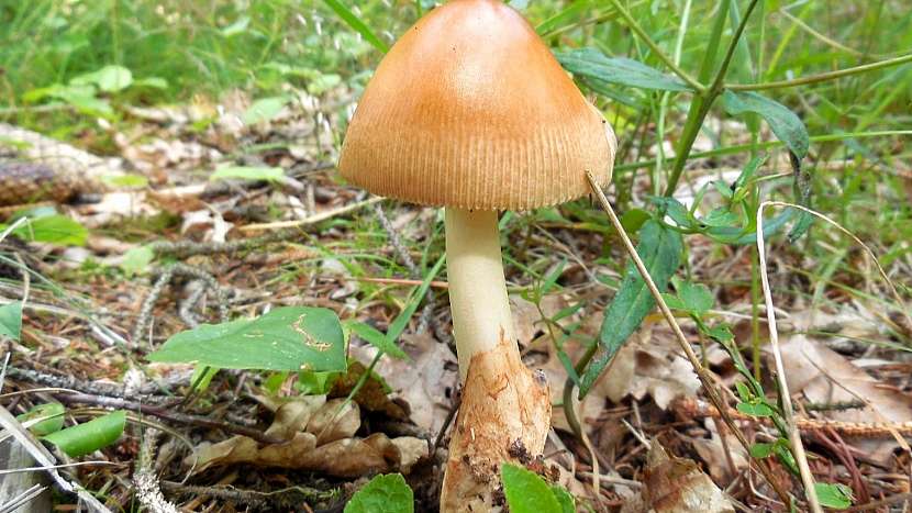 Muchomůrka ryšavá (Amanita fulva)