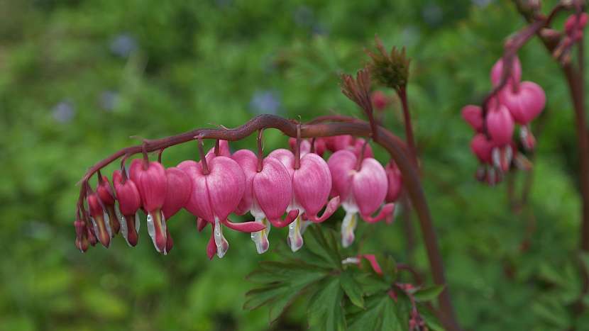 Srdcovka nádherná (Lamprocapnos spectabilis)