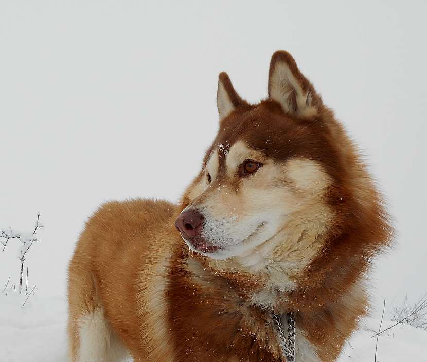 Sibiřský husky