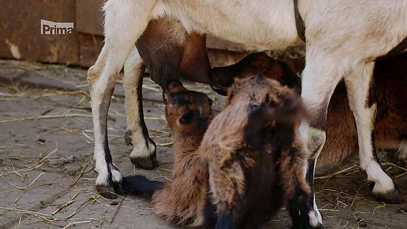 Koza s pijícími kůzlaty