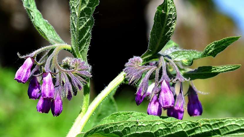 Přírodní zahrada: kostival lékařský (Symphytum officinalis) = hnojivo pro rajčata