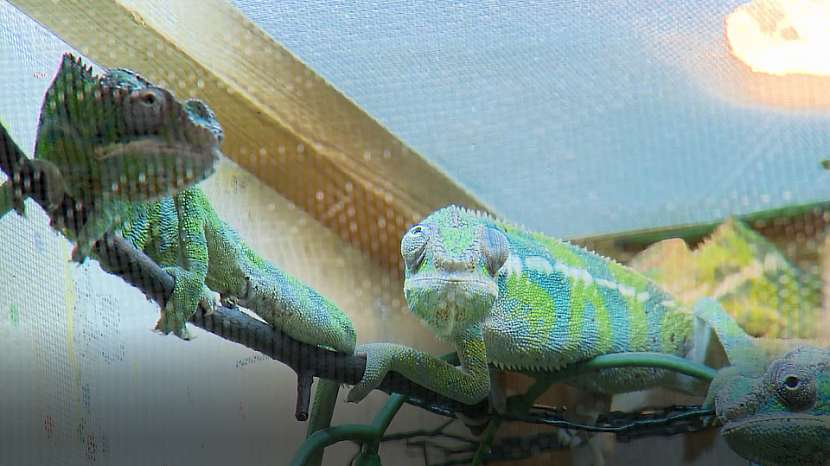 Chameleoni v kleci