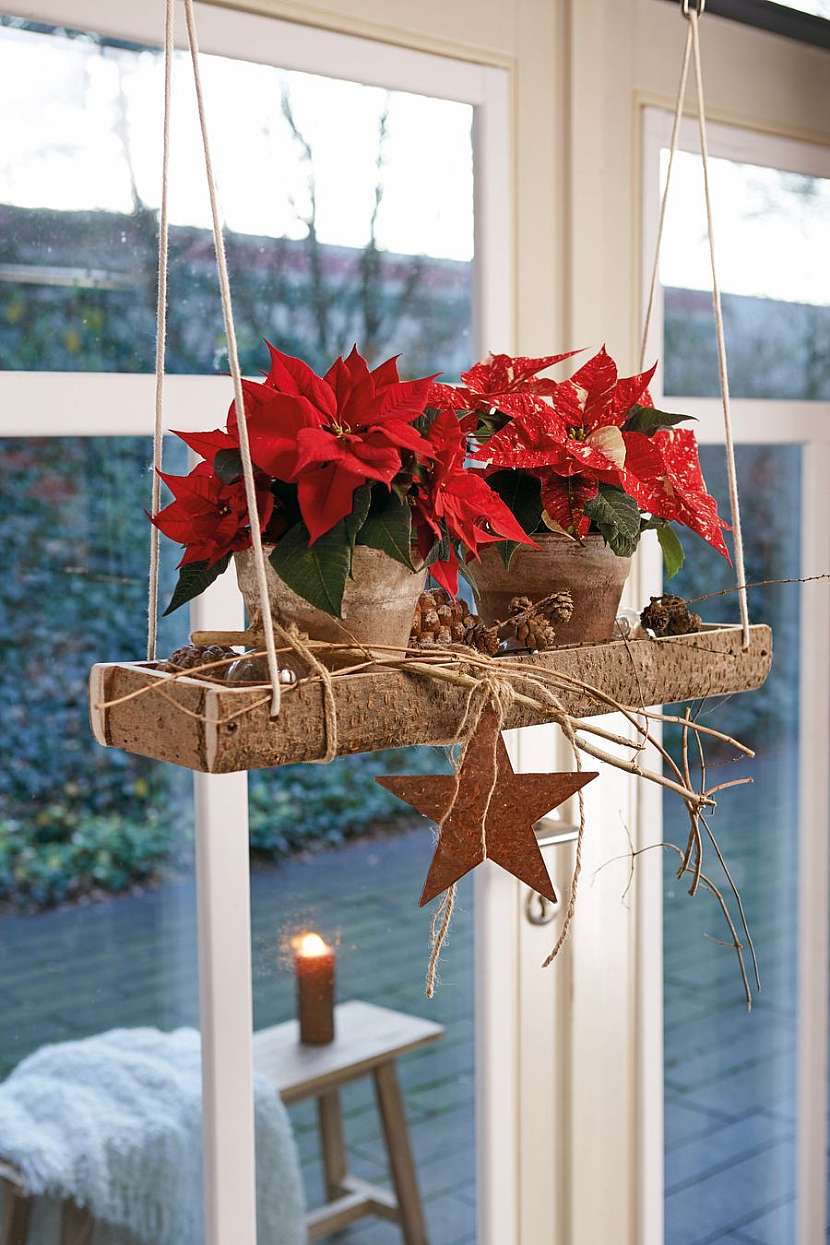 csm_2020_poinsettia_02000_Natural_Christmas_Warmth_07_88702601a5