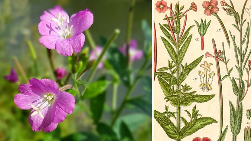 Vrbovka malokvětá (Epilobium parviflorum)