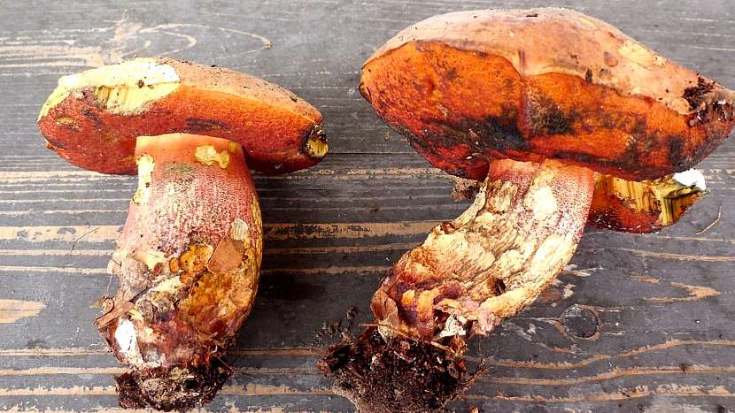 Hřib kovář (Boletus erythropus)