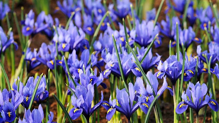 5 nejkrásnějších jarních cibulovin s modrými květy: kosatec síťkovaný (Iris reticulata)