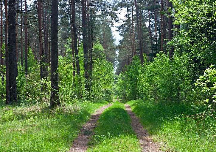 Guerilla foresting aneb Zachraňme společně naše lesy