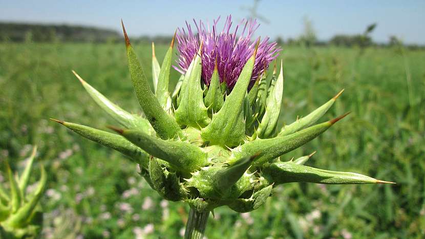 Ostrostropestřec mariánský (Silybum marianum)