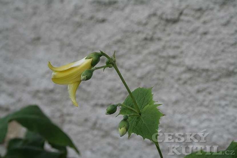 Kirengešoma korejská