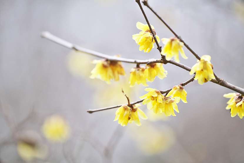 Zimnokvět časný (Chimonanthus praecox)