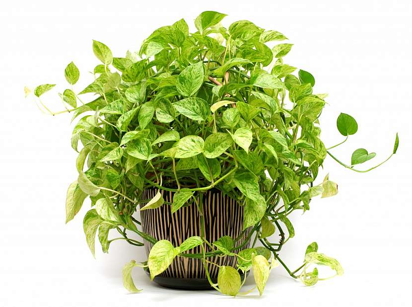 Scindapsus