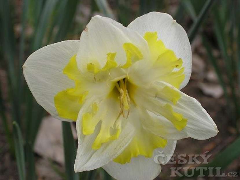 Narcis - hybridy