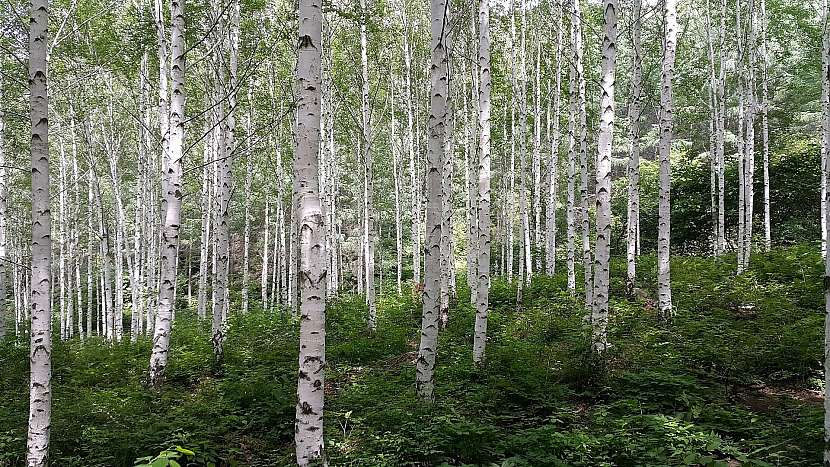 Břízu bělokorou (Betula pendula) si není možné splést s jiným stromem