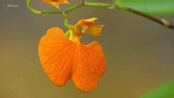 Péče o botanické druhy orchidejí
