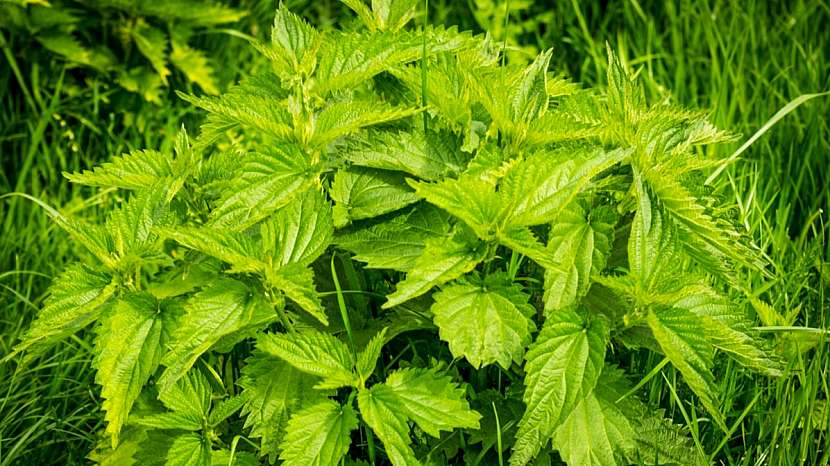 Nejznámější byliny pro detoxikaci: kopřiva dvoudomá (Urtica dioica)
