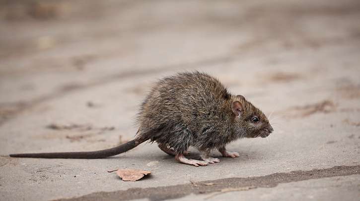 Myši a další hlodavci si váš sklep velmi rychle oblíbí
