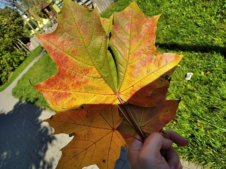Podzimní listy