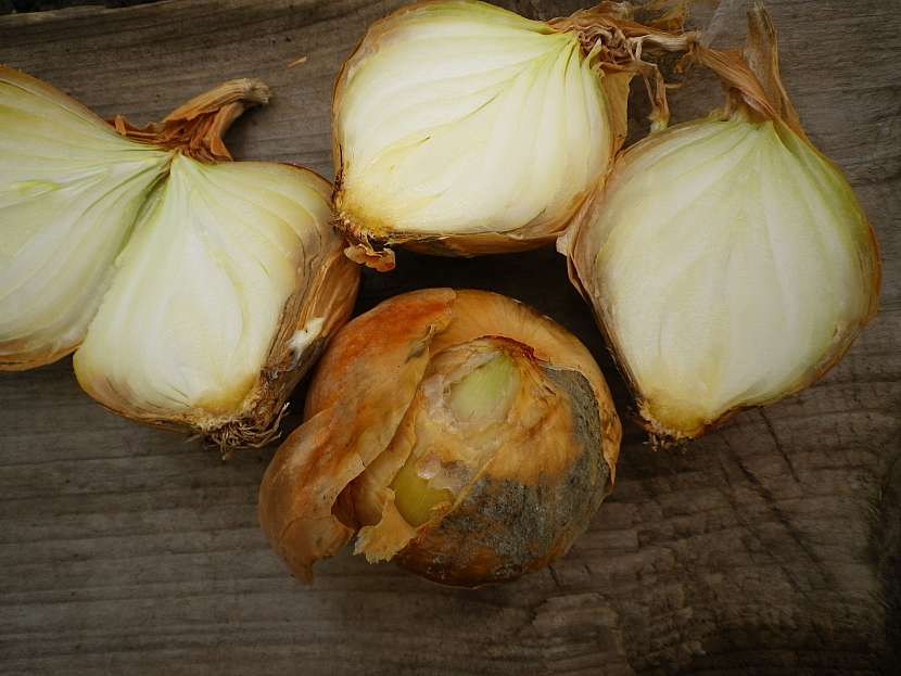 Mokrá hniloba cibule
