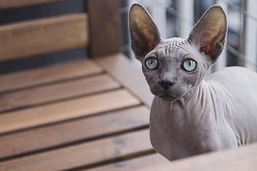 Plemeno sphynx