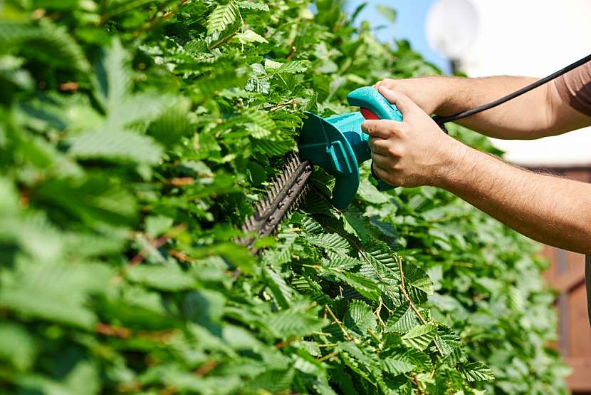 Habrový živý plot stříháme až po vyhnízdění pěvců