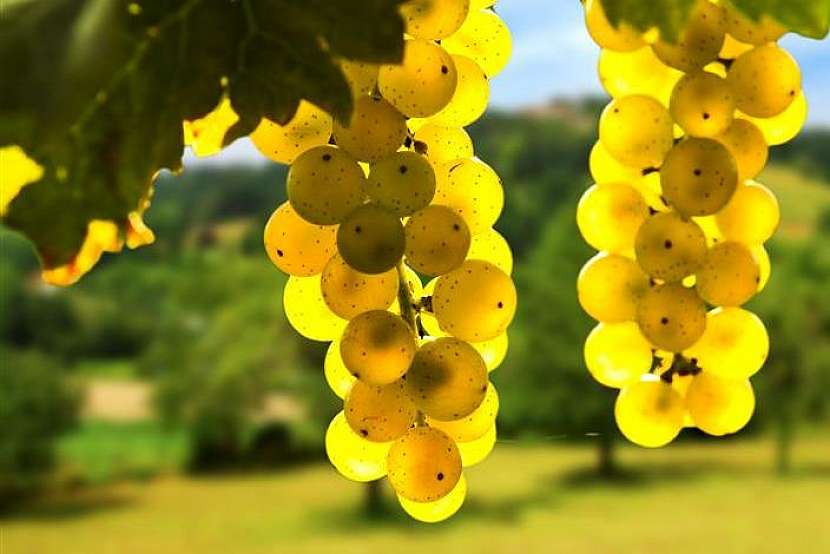 Kam na výlet: Nastal čas vinobraní… 4