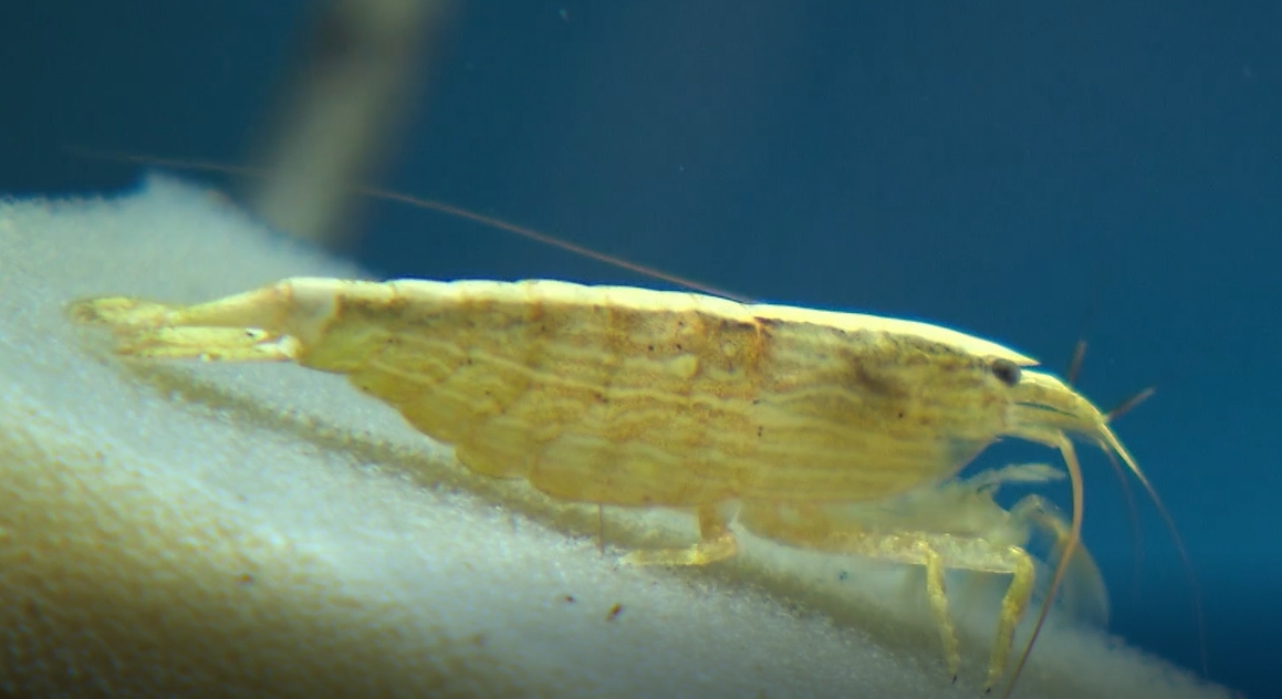 Chov sladkovodních krevet: Málo známí mazlíčci z akvária