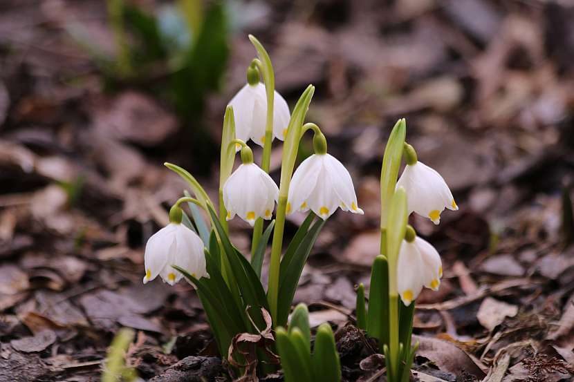 Bledule jarní (Leucojum vernum)